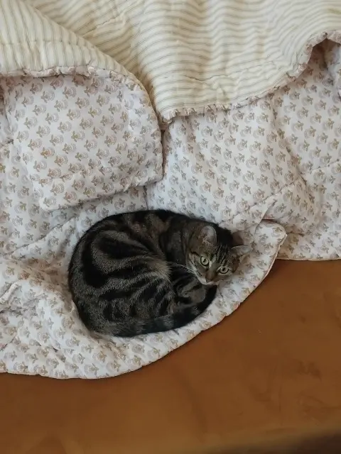 chatte lost   94800 Villejuif Noisette