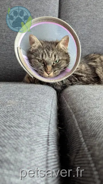 chatte perdue 94400 Vitry-sur-Seine Nout chatte lost 94400 Vitry-sur-Seine Nout