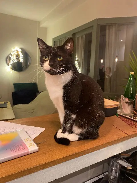 chatte lost   94300 Vincennes Olympia