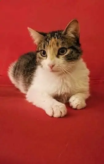 chatte lost   94470 Boissy-Saint-Léger Only