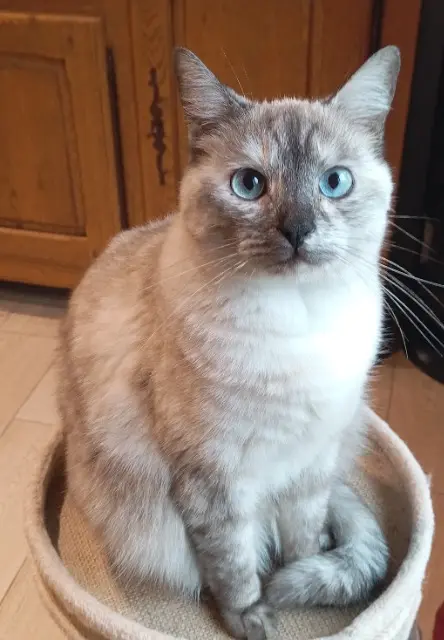 chatte lost   94700 Maisons-Alfort OPALE