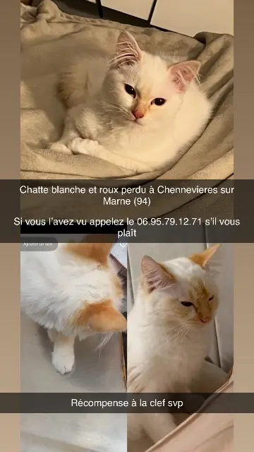 chatte lost   94430 Chennevières-sur-Marne Perle