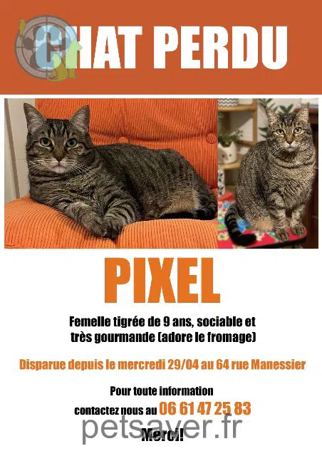 chatte lost   94130 Nogent-sur-Marne Pixel