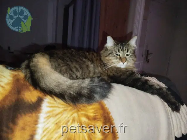 chatte lost 94120 Fontenay-sous-Bois Pixie