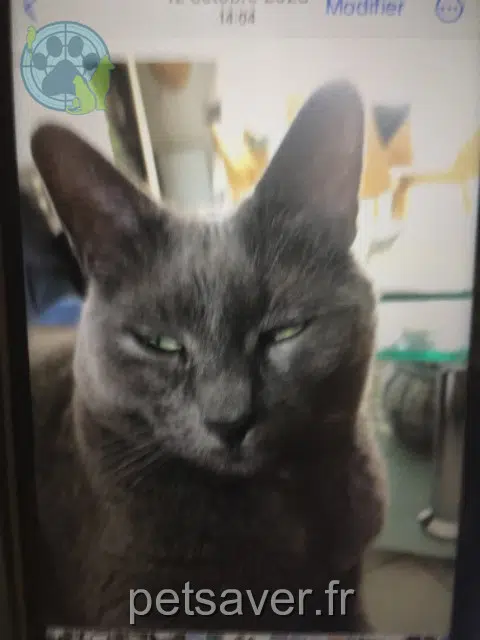 chatte lost   94490 Ormesson-sur-Marne Ponyo