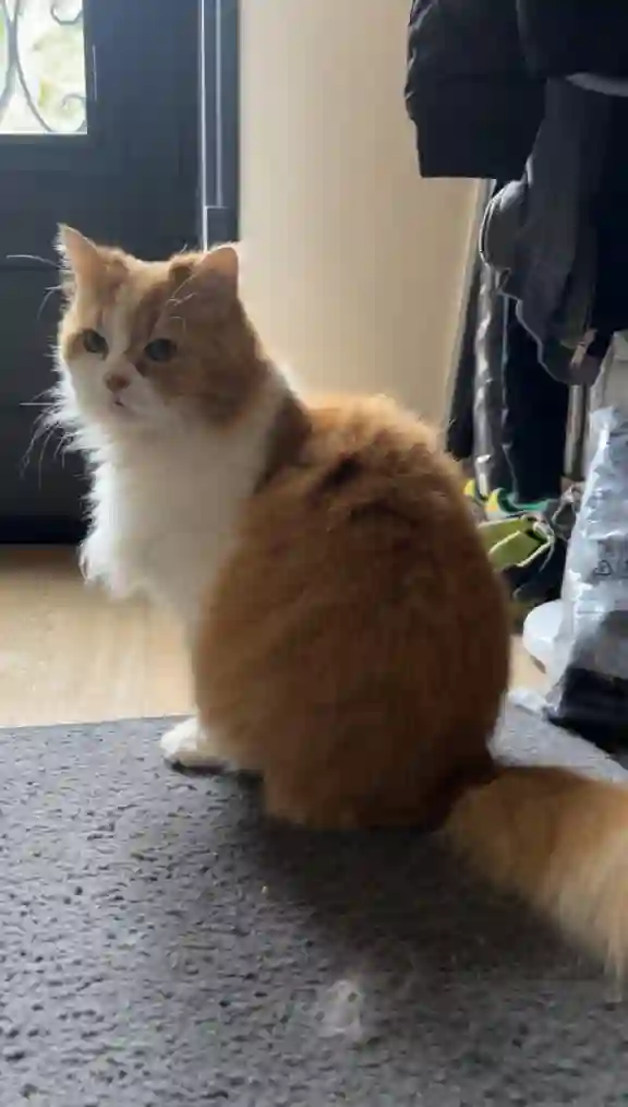 Chatte Perdue 94 Val-de-Marne - Poupsy Chatte Perdue 94 Val-de-Marne - Poupsy