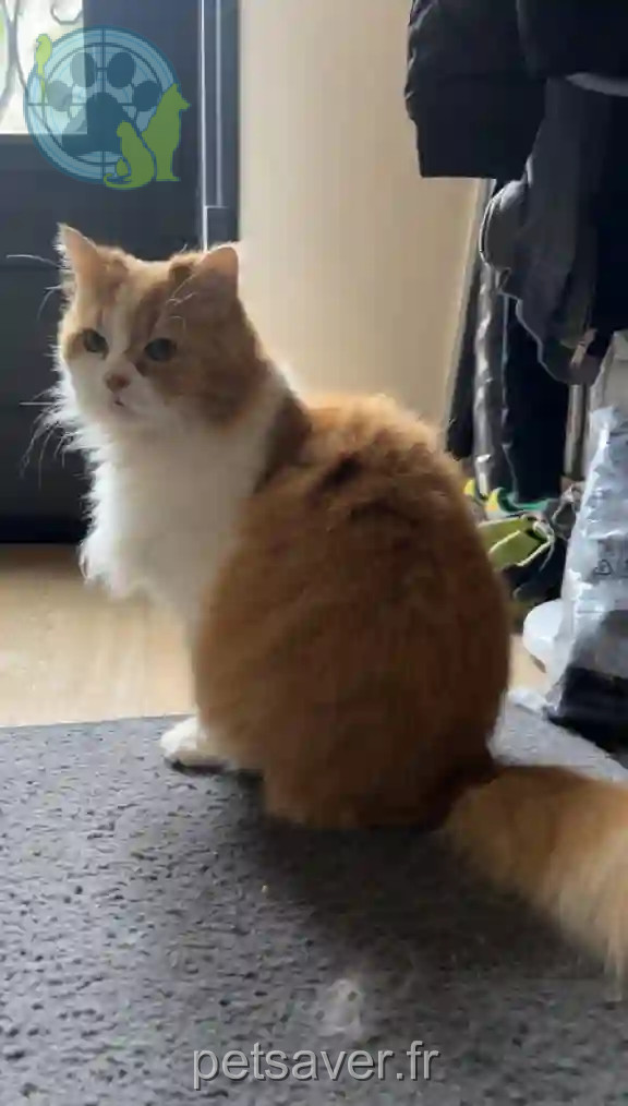 Chatte Perdue 94 Val-de-Marne - Poupsy Chatte Perdue 94 Val-de-Marne - Poupsy