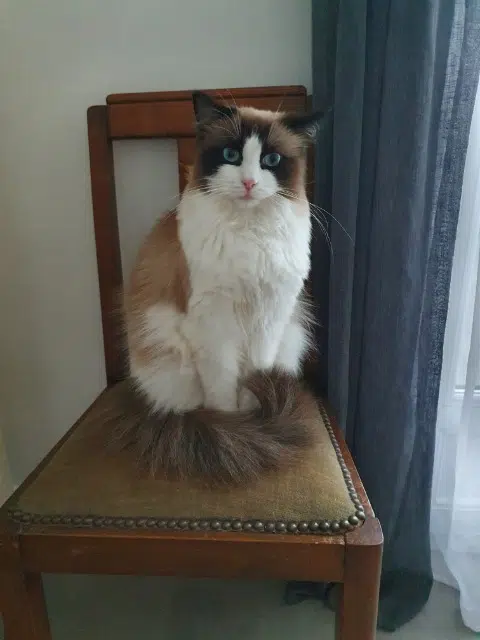 chatte lost   94550 Chevilly-Larue Roxane