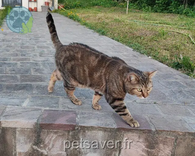 chatte perdue 94230 Cachan Ruby chatte lost 94230 Cachan Ruby