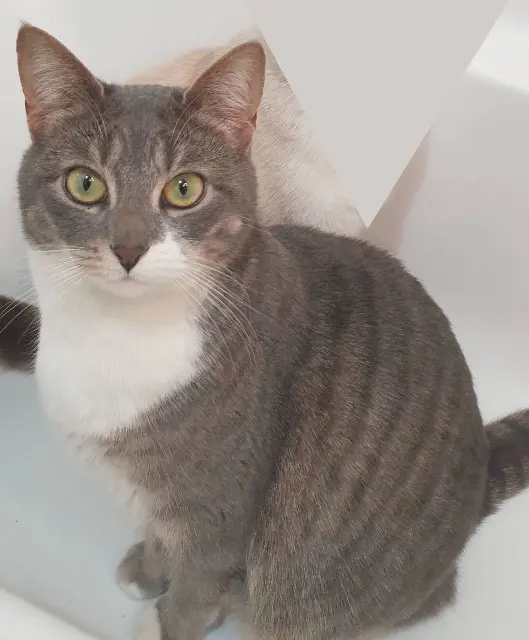 chatte lost   94140 Alfortville Rune