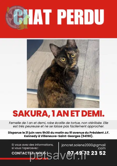 chatte lost   94190 Villeneuve-Saint-Georges Sakura