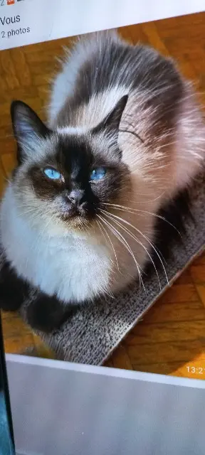 chatte lost    Saint-Maur-des-Fossés Saphir