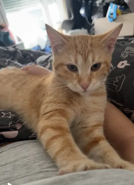 chatte lost   94460 Valenton Sianna