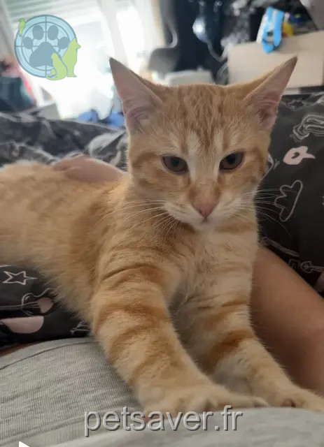 cat lost 94460 Valenton Sianna cat lost 94460 Valenton Sianna