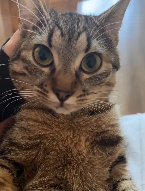 chatte lost   94500 Champigny-sur-Marne Sosi