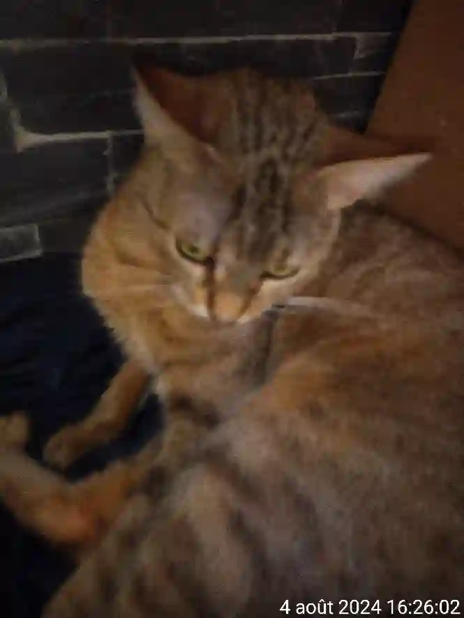 Chatte Perdue 94 Val-de-Marne - Sucrette Chatte Perdue 94 Val-de-Marne - Sucrette