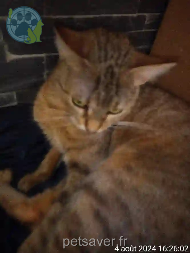 Chatte Perdue 94 Val-de-Marne - Sucrette Chatte Perdue 94 Val-de-Marne - Sucrette