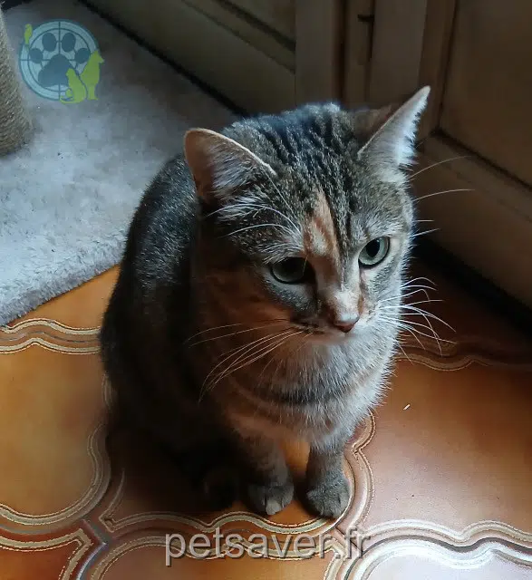 chatte lost   94240 L'Haÿ-les-Roses Sutemi