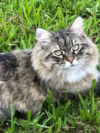 Chatte Perdue 94 Val-de-Marne - Tania