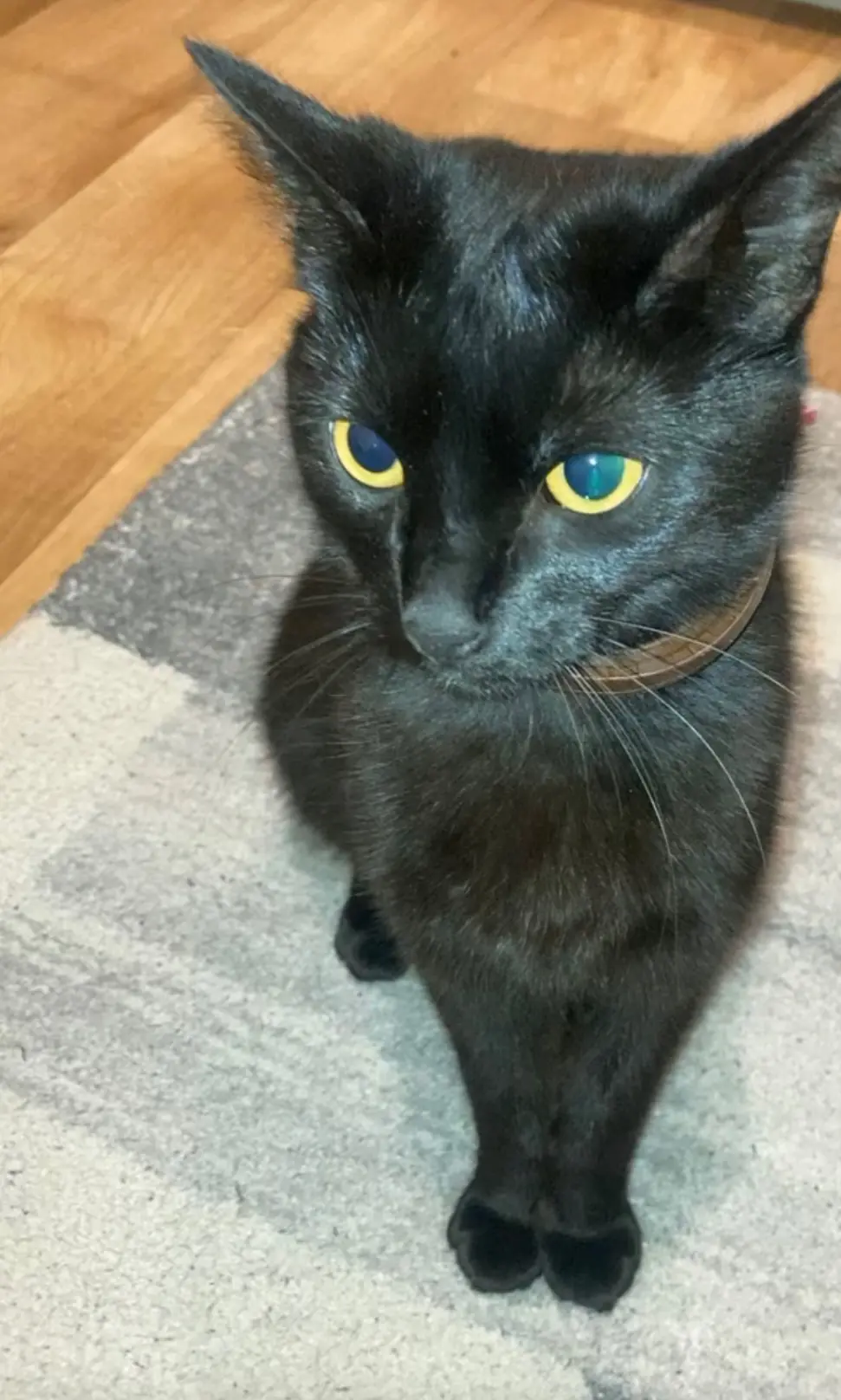 Chatte Perdue 94 Val-de-Marne - Tatoussa Chatte Perdue 94 Val-de-Marne - Tatoussa