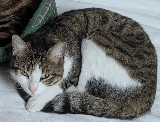 chatte lost   94340 Joinville-le-Pont Titi