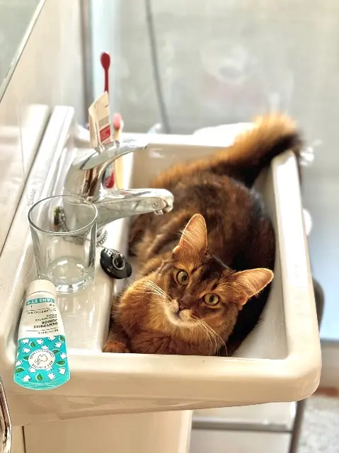 chatte lost   94140 Alfortville Toupie