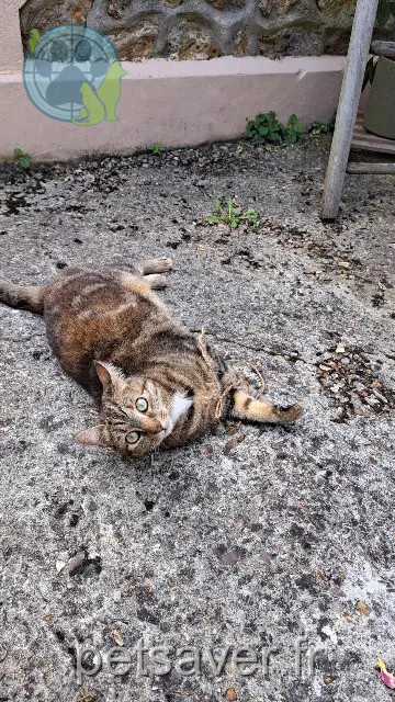 Katze vermisst 94360 Bry-sur-Marne Tsuki Katze lost 94360 Bry-sur-Marne Tsuki