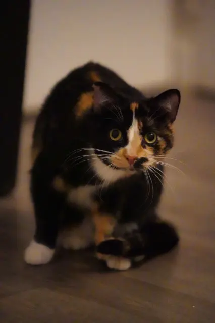 chatte lost   94450 Limeil-Brévannes Twiny