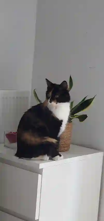 Chatte Perdue 94 Val-de-Marne - Twix Chatte Perdue 94 Val-de-Marne - Twix