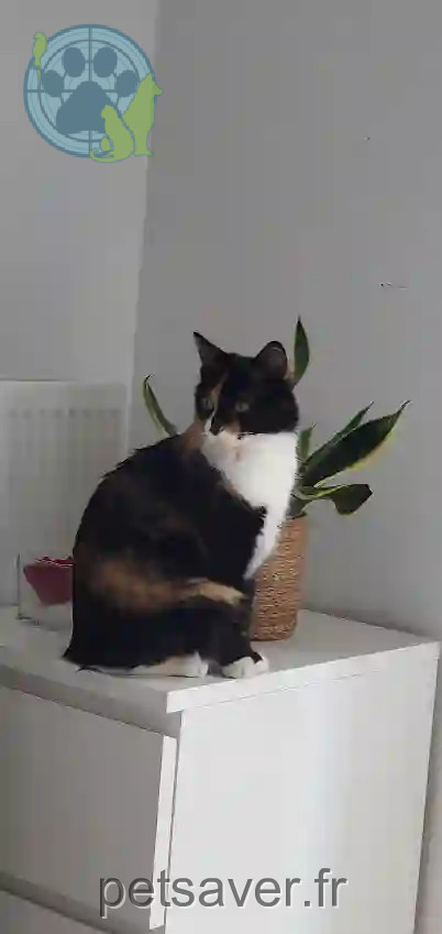 Chatte Perdue 94 Val-de-Marne - Twix Chatte Perdue 94 Val-de-Marne - Twix
