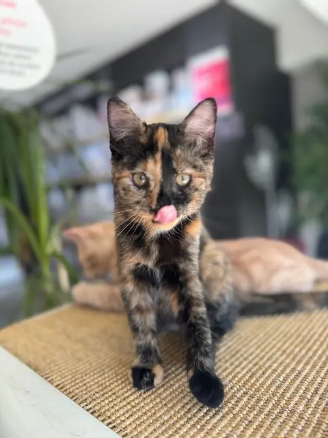 chatte lost   94480 Ablon-sur-Seine TWIXY