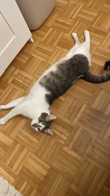 chatte lost   94000 Créteil Umi