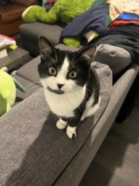 chatte lost   94260 Fresnes Whisper