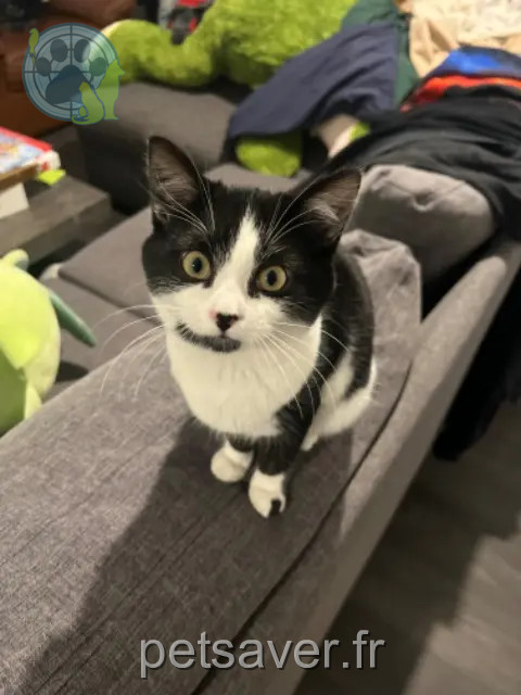 kat vermist 94260 Fresnes Whisper kat lost 94260 Fresnes Whisper