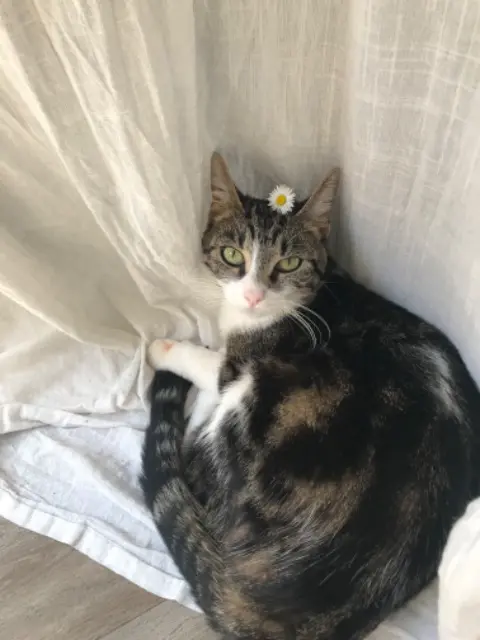 chatte lost   94400 Vitry-sur-Seine Winnie