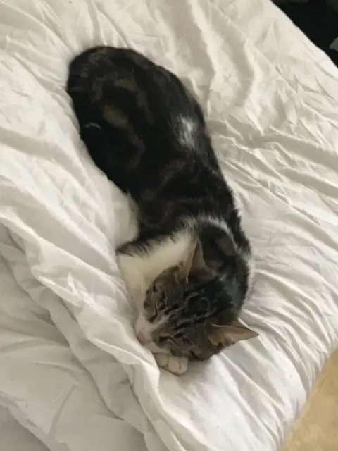 chatte lost   94400 Vitry-sur-Seine Winnie