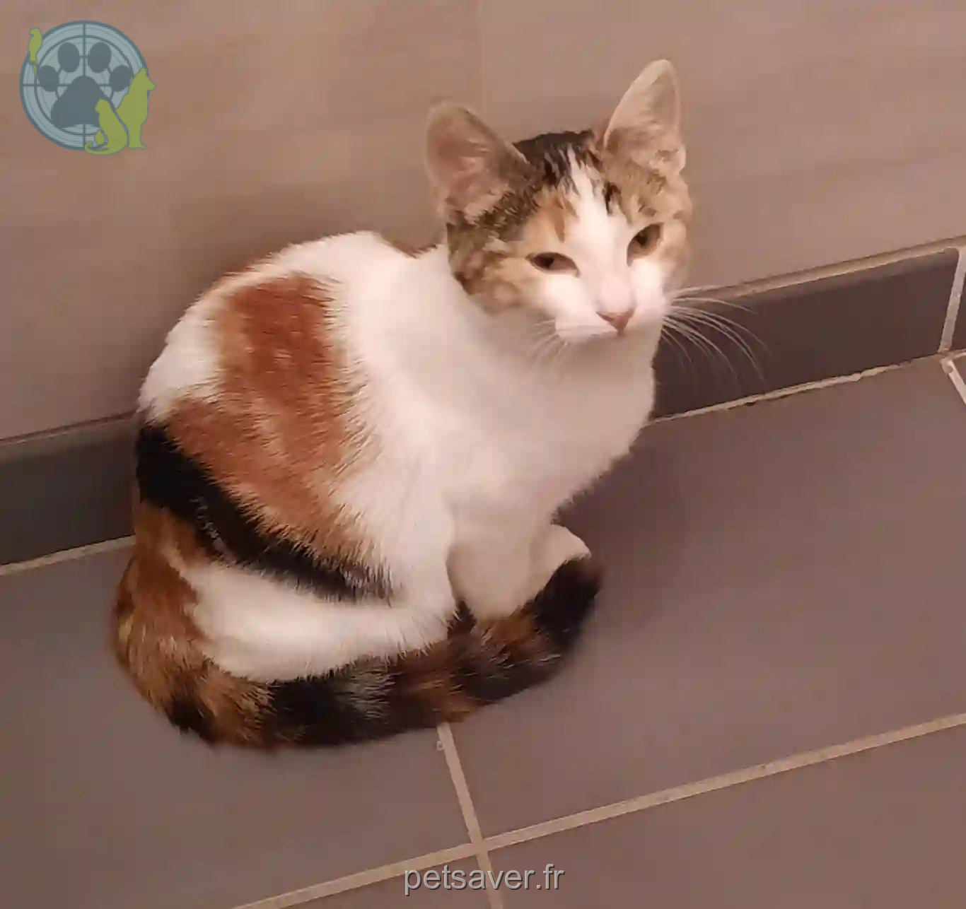 Chatte Perdue 94 Val-de-Marne - Winnie Chatte Perdue 94 Val-de-Marne - Winnie
