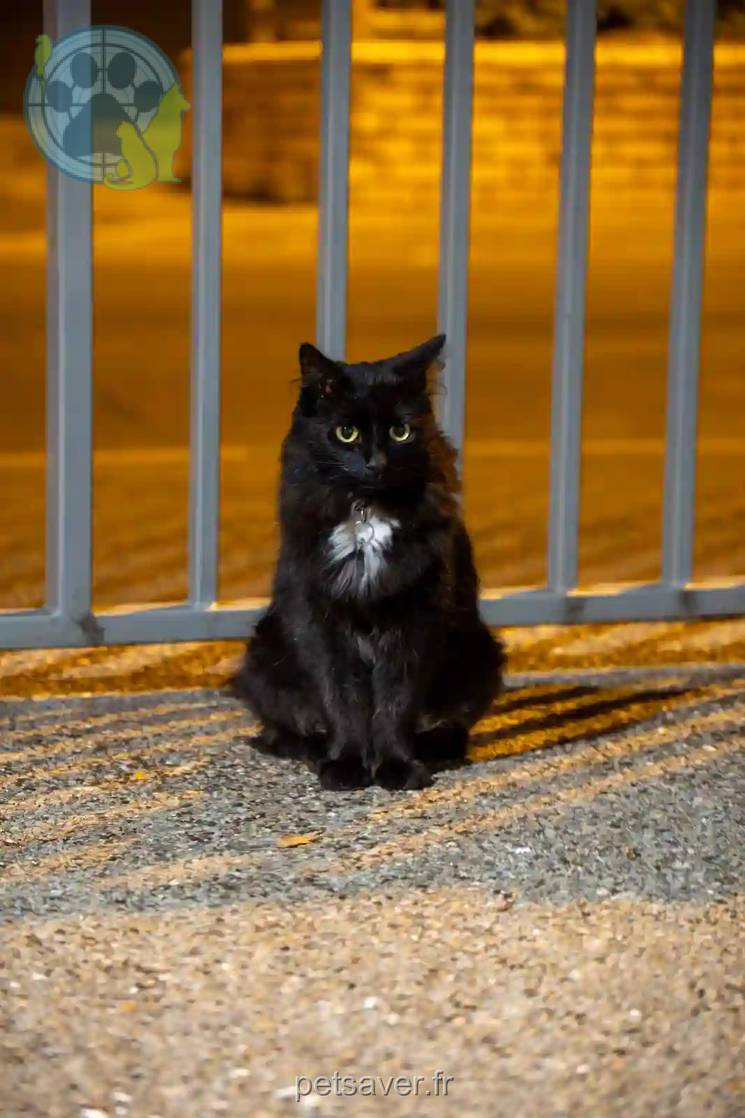 Chatte Perdue 94 Val-de-Marne Chatte Perdue 94 Val-de-Marne