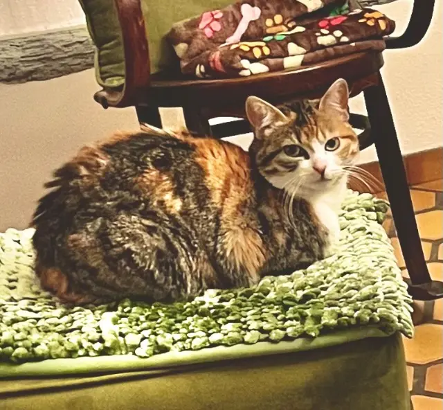 chatte lost   94500 Champigny-sur-Marne Xéna