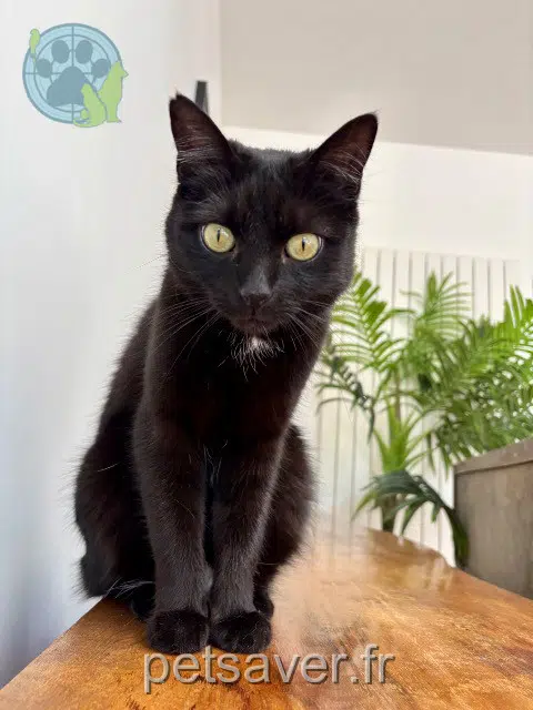 chatte lost 94400 Vitry-sur-Seine Yipikaï
