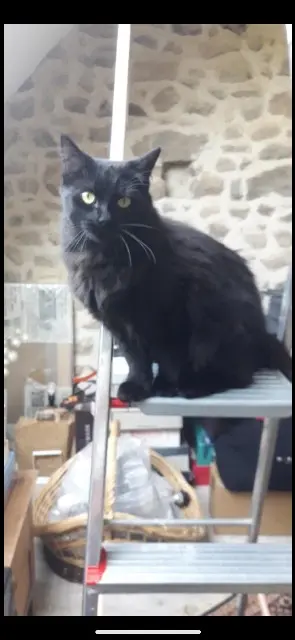 chatte lost   94470 Boissy-Saint-Léger Yoco