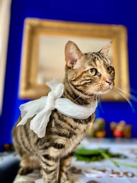 chatte lost   94400 Vitry-sur-Seine Yumi