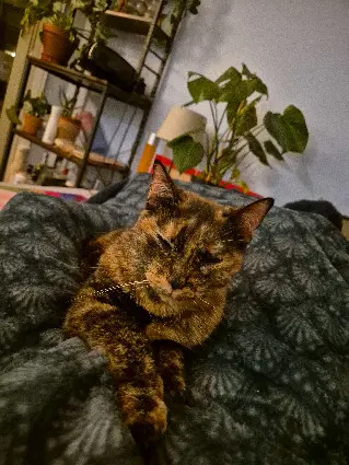 kat vermist Rue des Pinsons 94000 Créteil kat lost Rue des Pinsons 94000 Créteil