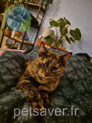 Katze vermisst Rue des Pinsons 94000 Créteil Katze lost Rue des Pinsons 94000 Créteil