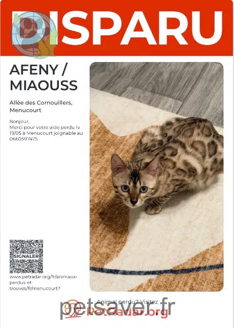 cat lost   95180 Menucourt Afeny