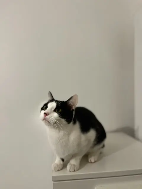 chatte lost   95410 Groslay Aina
