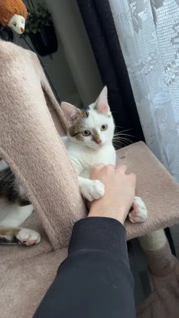 chatte lost   95140 Garges-lès-Gonesse Alyzée