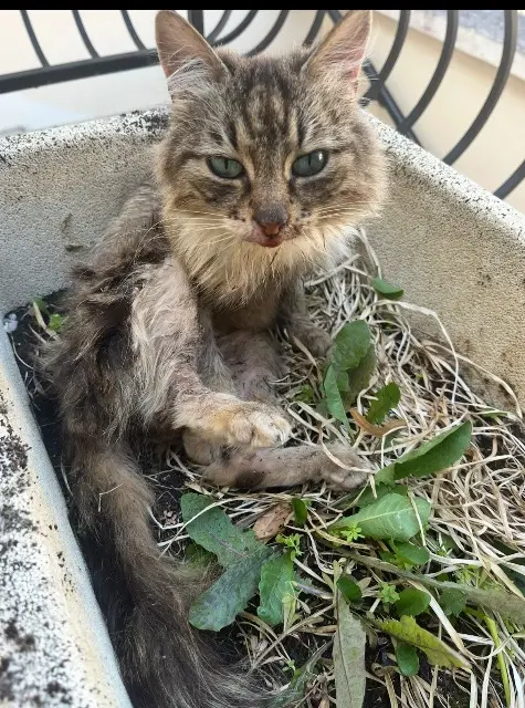 kat vermist 95620 Parmain Amande kat lost 95620 Parmain Amande