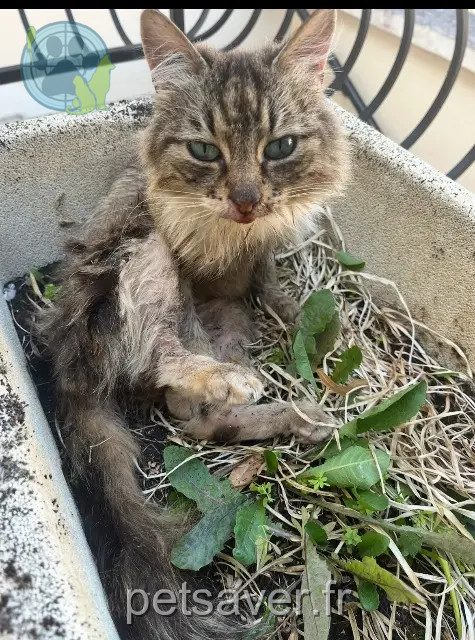 gata perdida 95620 Parmain Amande gata lost 95620 Parmain Amande