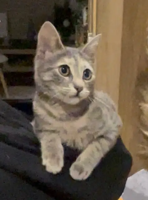 chatte lost   95100 Argenteuil Calypso